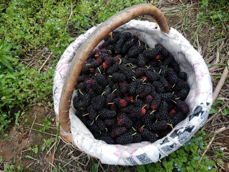 大十桑葚