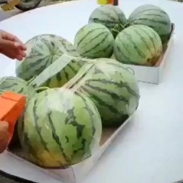 8424西瓜