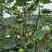 早熟嫩食南瓜种子、生长势好、座瓜稳定、基地专用、春秋