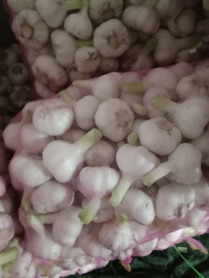 大蒜，万亩紫皮大蒜和白皮大蒜大量上市，质量保证，代发全国