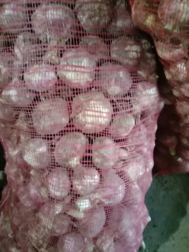 大蒜，万亩紫皮大蒜和白皮大蒜大量上市，质量保证，代发全国