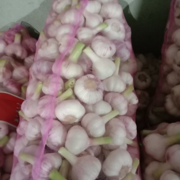 大蒜，万亩紫皮大蒜和白皮大蒜大量上市，质量保证，代发全国