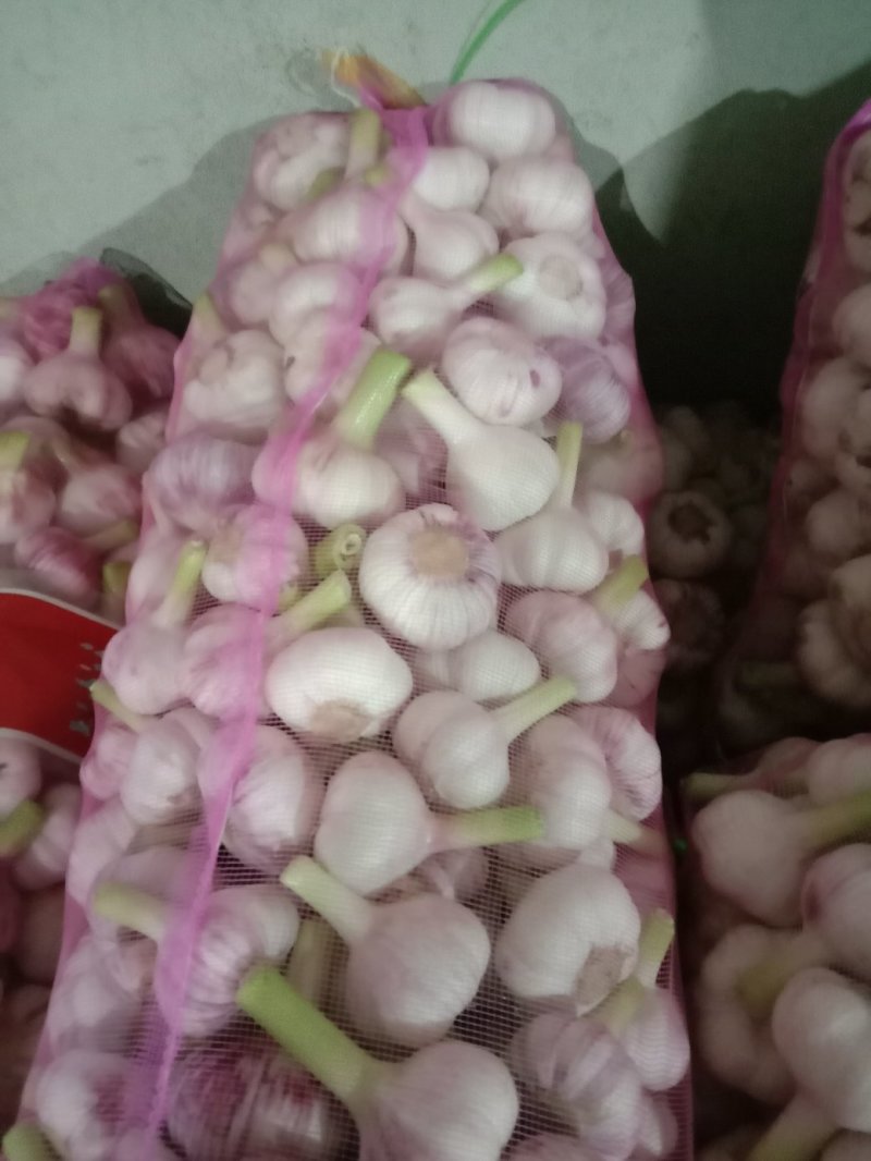 大蒜，万亩紫皮大蒜和白皮大蒜大量上市，质量保证，代发全国