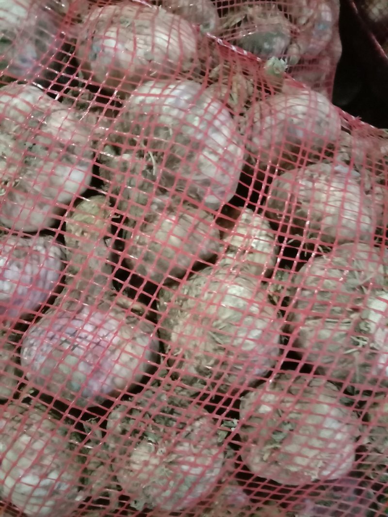 大蒜，万亩紫皮大蒜和白皮大蒜大量上市，质量保证，代发全国