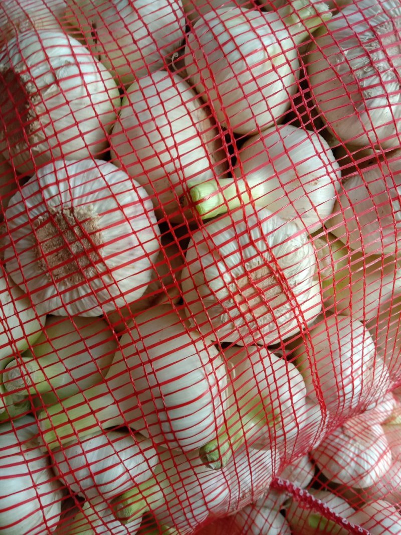 大蒜，万亩紫皮大蒜和白皮大蒜大量上市，质量保证，代发全国