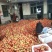 西红柿菜番茄本地蔬菜欢迎各大超市长期合作