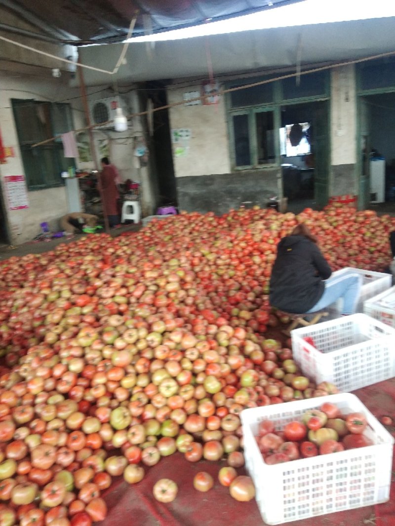 西红柿菜番茄本地蔬菜欢迎各大超市长期合作