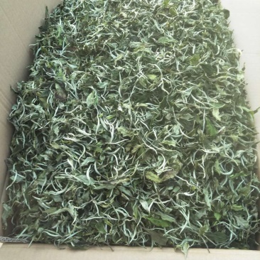云南大白茶一百号白茶