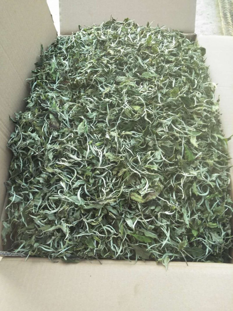 云南大白茶一百号白茶