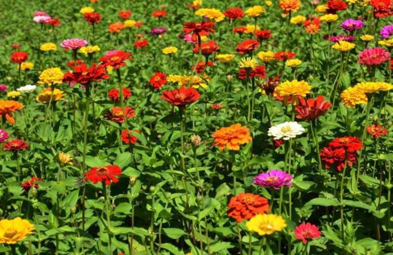 百日草花种子四季易活开花不断播种花草太阳百日菊花卉种子花