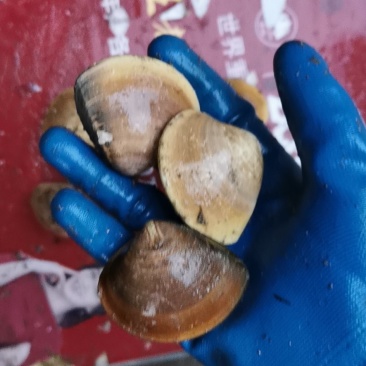 车螺批发