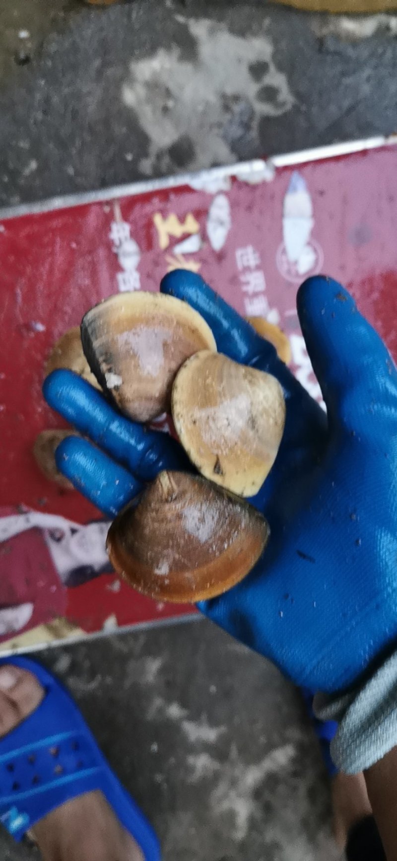 车螺批发