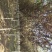 紫叶李，5公分-12公分紫叶李，8公分紫叶李，10紫叶李