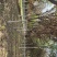 紫叶李，5公分-12公分紫叶李，8公分紫叶李，10紫叶李
