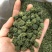 三七花，云南文山三七花，颜色好，花朵紧致