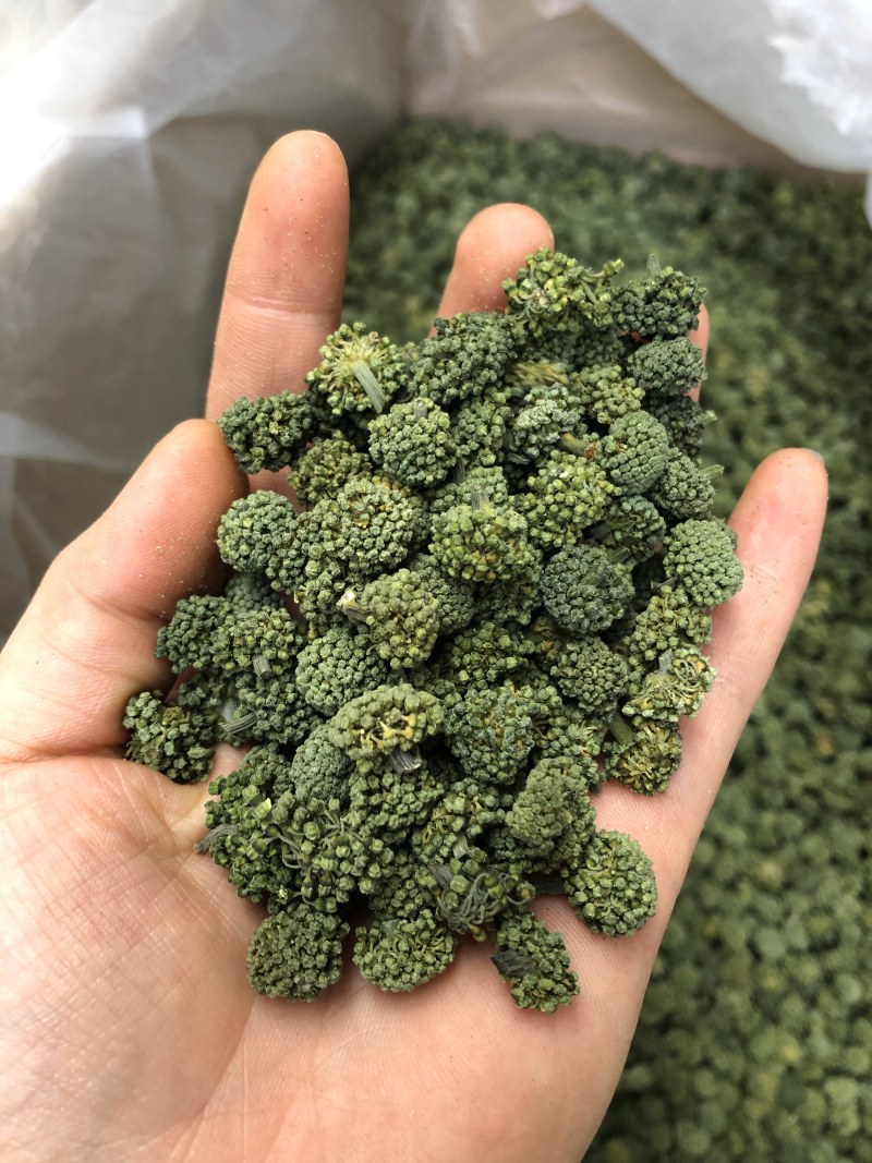 三七花，云南文山三七花，颜色好，花朵紧致