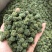 三七花，云南文山三七花，颜色好，花朵紧致