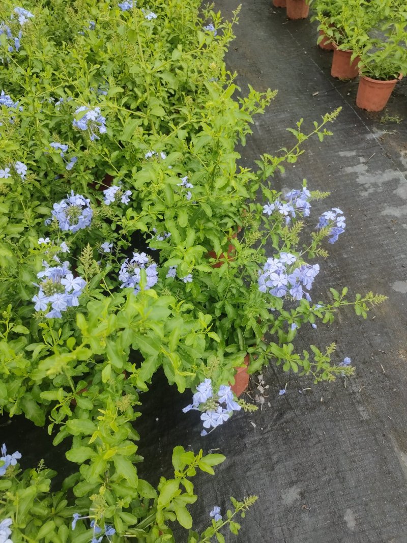 蓝雪花基地直销物美价廉