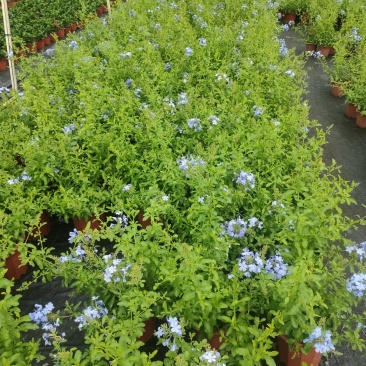 蓝雪花基地直销物美价廉