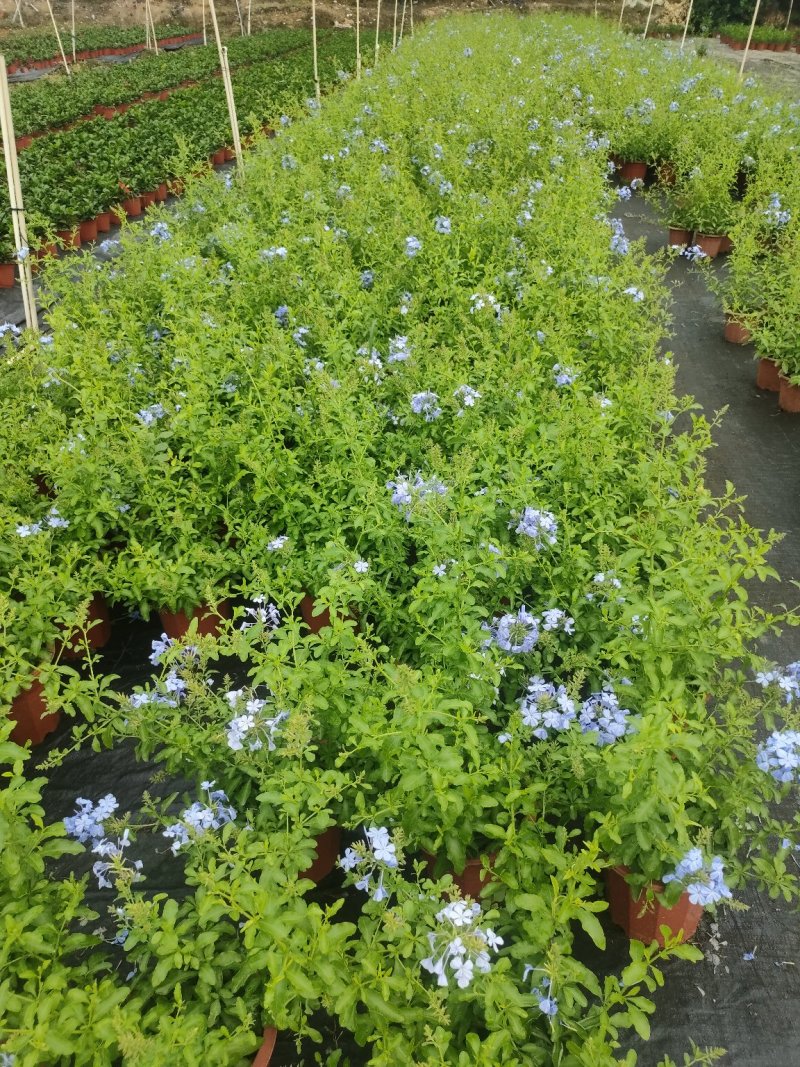 蓝雪花基地直销物美价廉