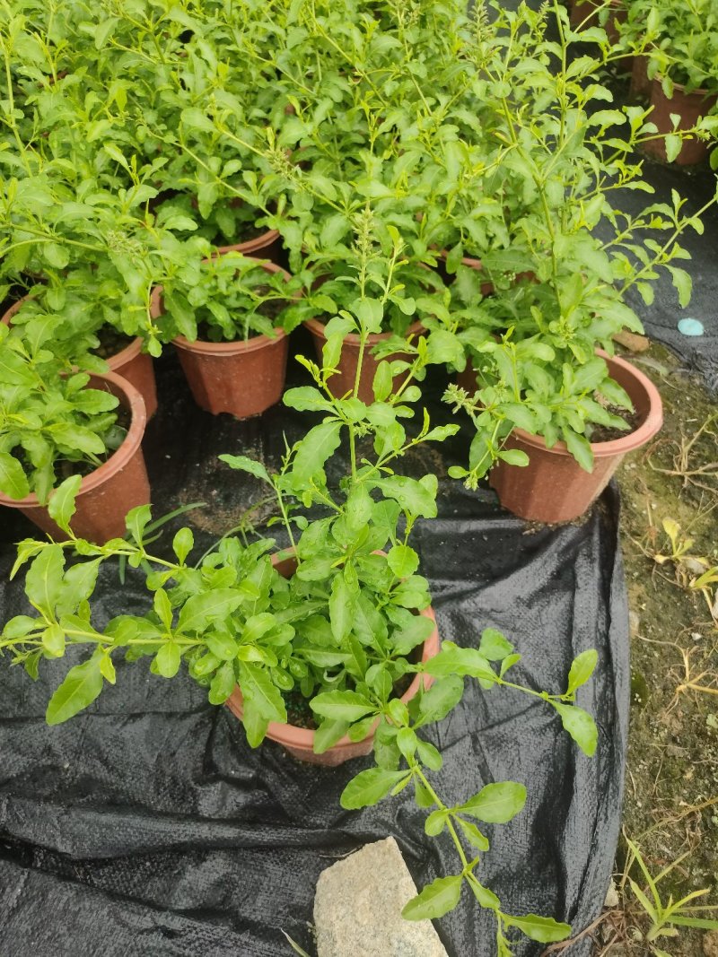蓝雪花基地直销物美价廉