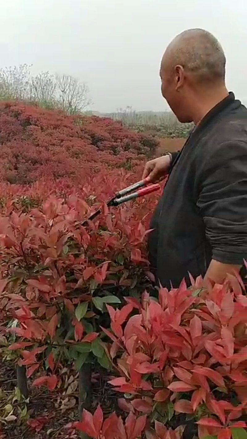 红叶石楠火箭红长势好价格优惠量大