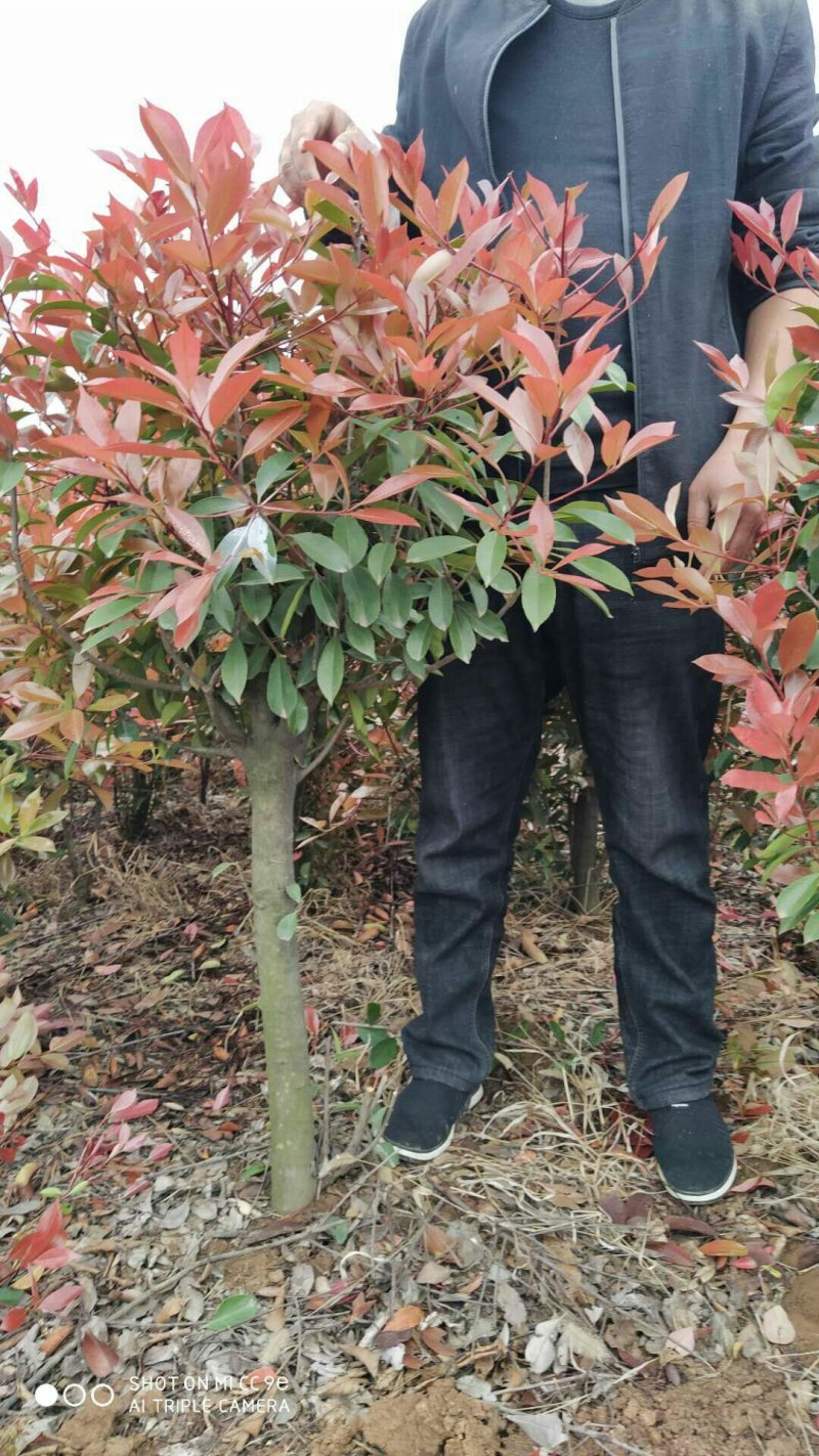 红叶石楠火箭红长势好价格优惠量大