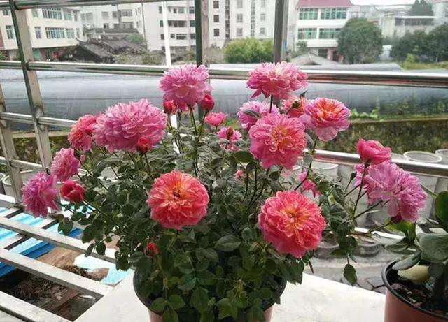 雏菊花盆栽展示图