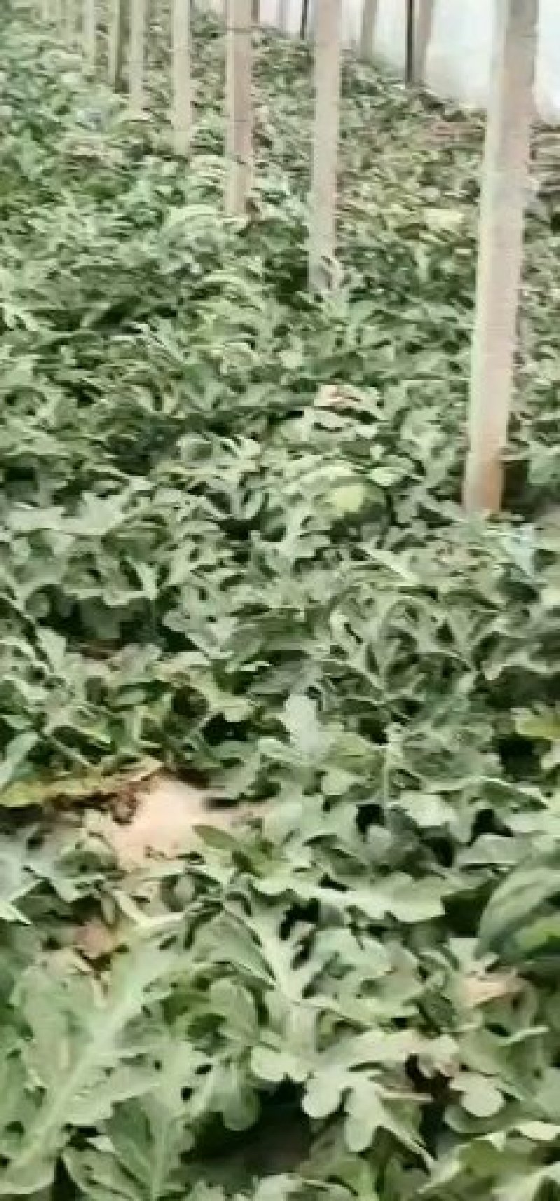 开园啦，凌海大棚西瓜火热预定中