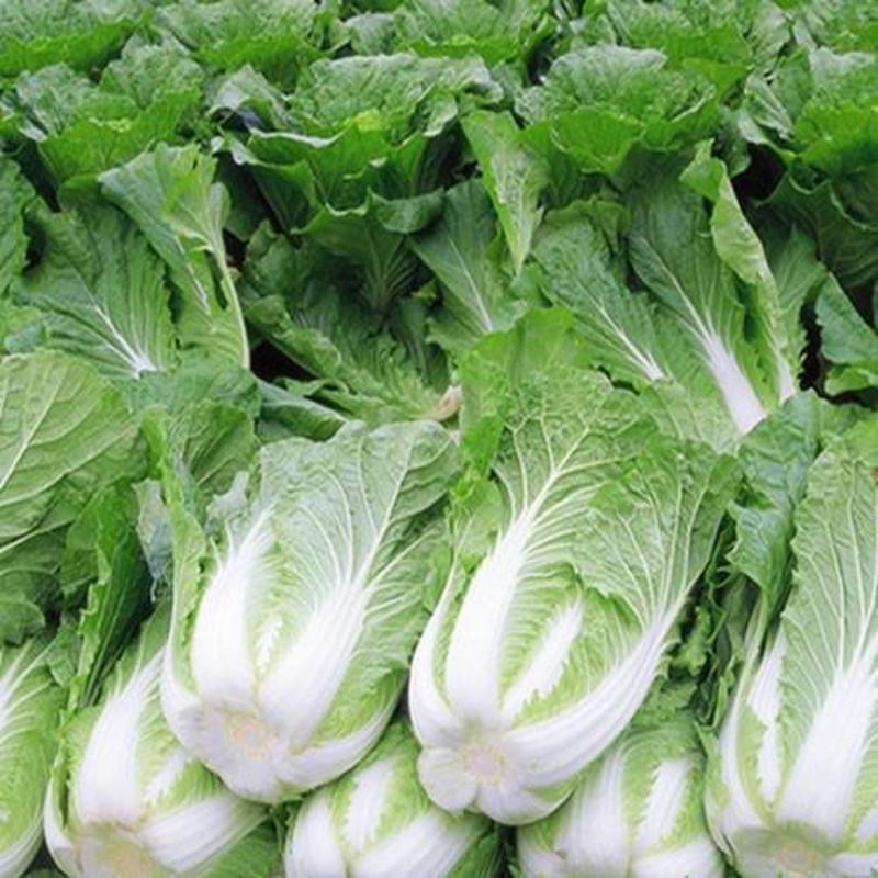 大白菜种子，耐热耐湿，早熟品种，生育期55天左右
