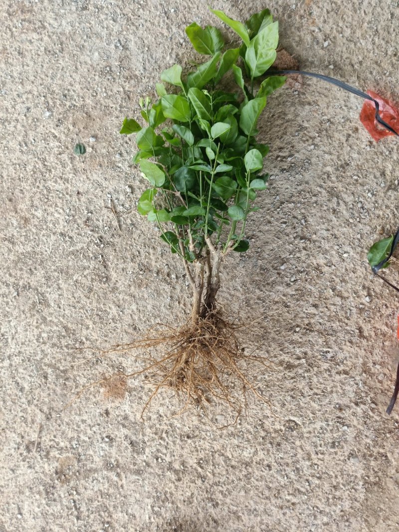 大量批发茉莉花苗精心挑选。