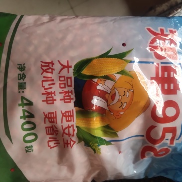玉米种子，大品种，杂交种，