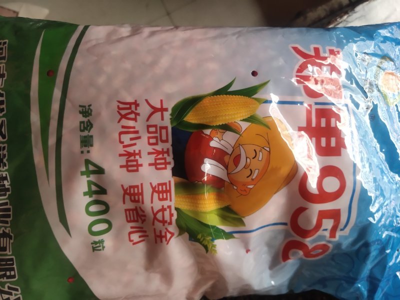 玉米种子，大品种，杂交种，