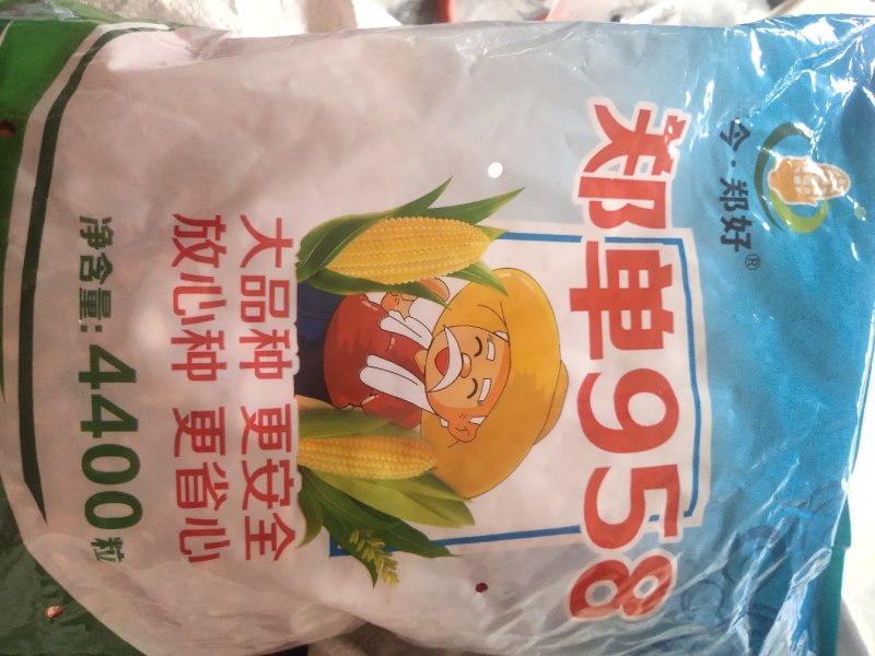 玉米种子，大品种，杂交种，
