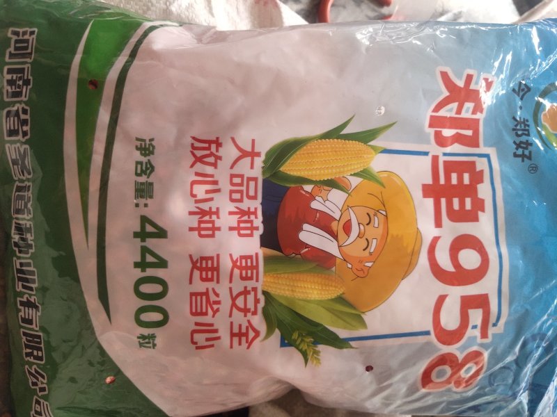 玉米种子，大品种，杂交种，