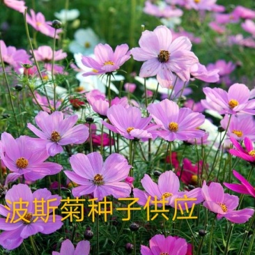 波斯菊种子种植物美价廉
