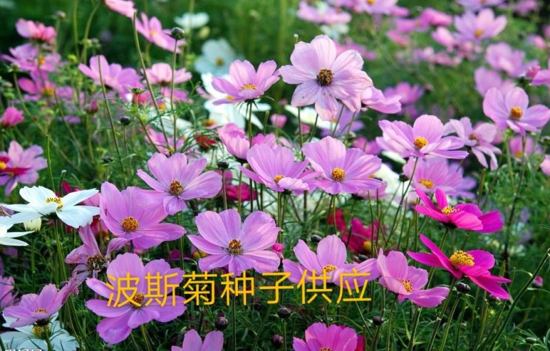波斯菊种子种植物美价廉