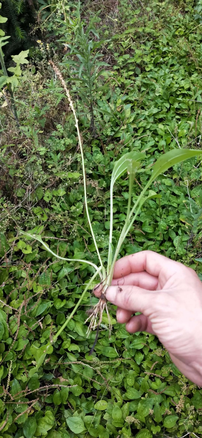 车前草鲜货包邮