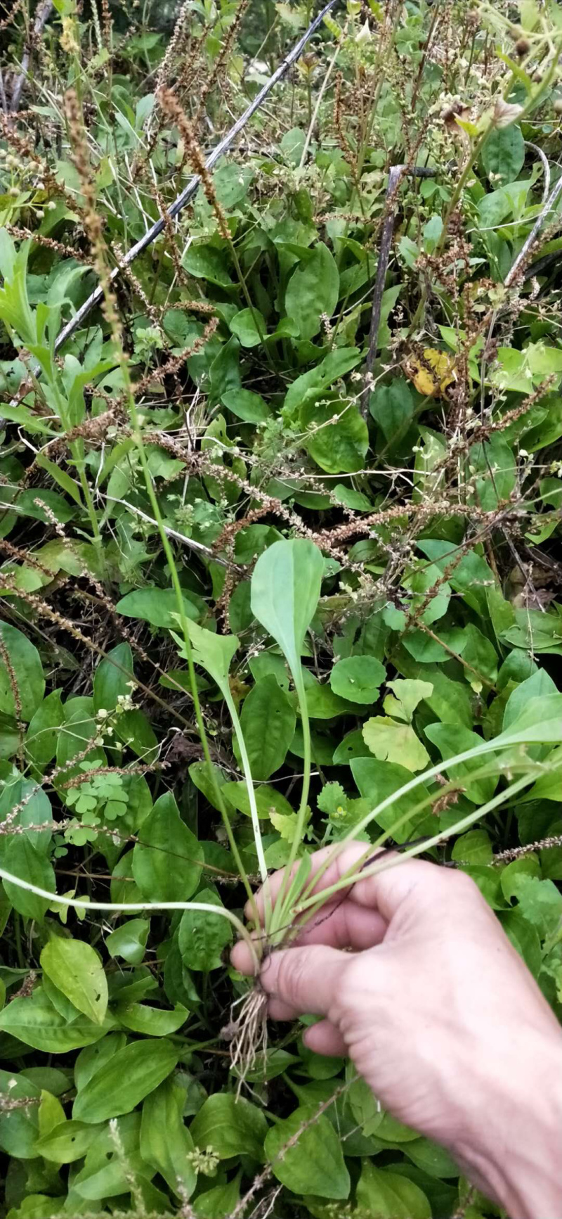 车前草鲜货包邮