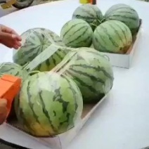 8424西瓜上市中