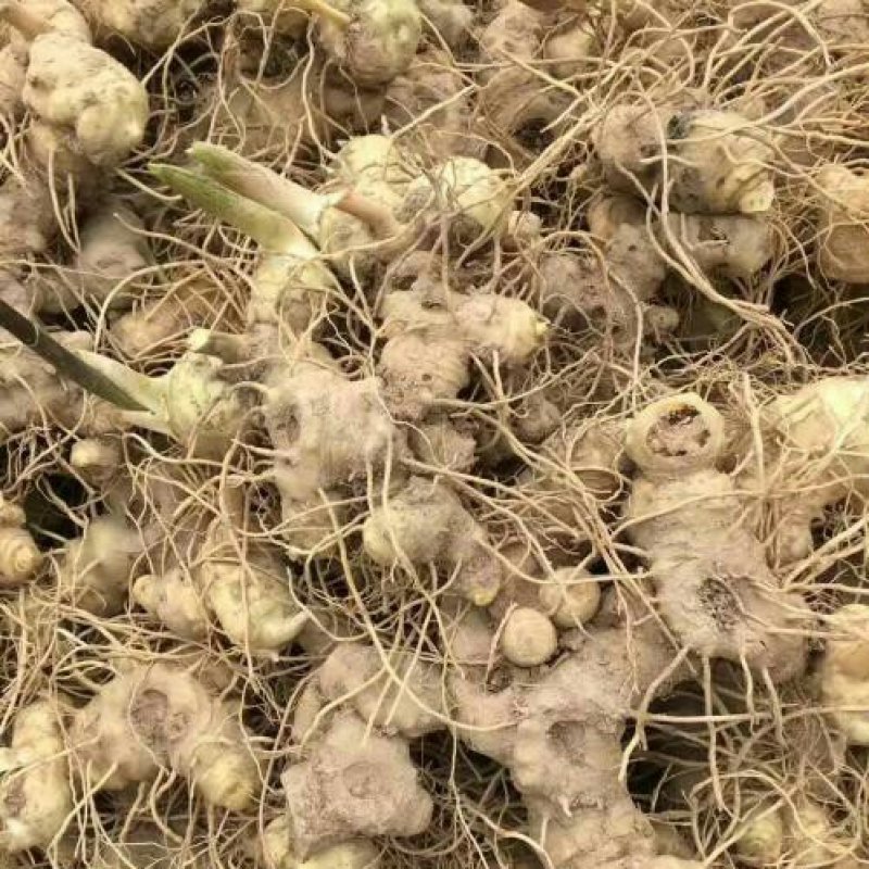 黄精/恩施本地多花不倒苗黄精
