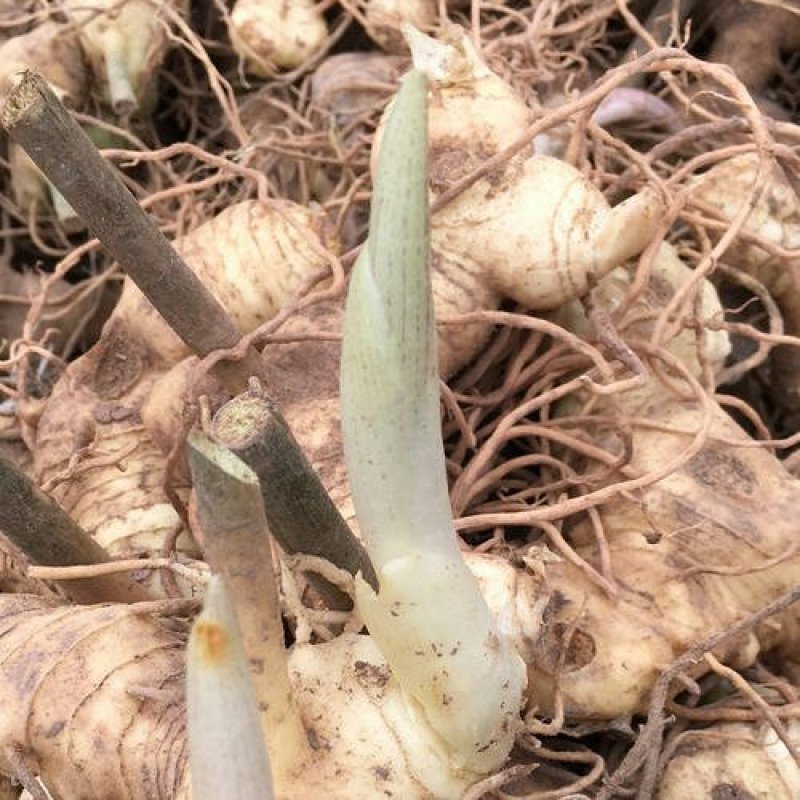 黄精/恩施本地多花不倒苗黄精