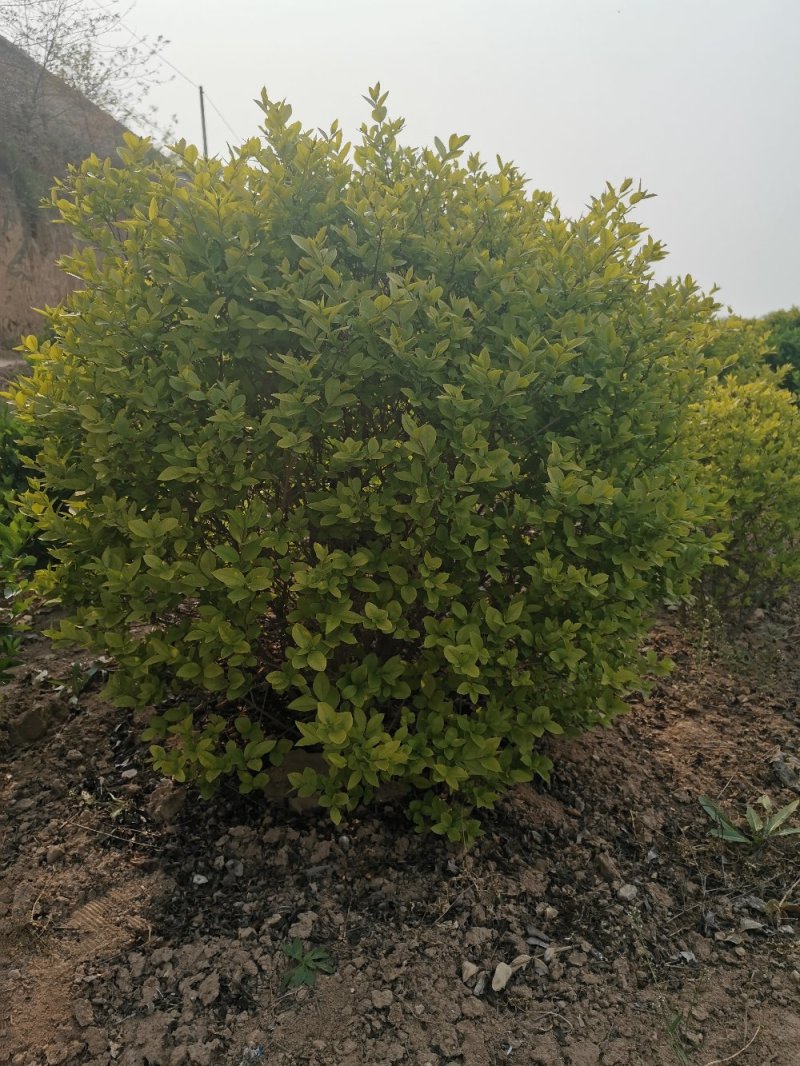 金叶女贞球，基地大量出售各种规格金叶女贞球，量大从优