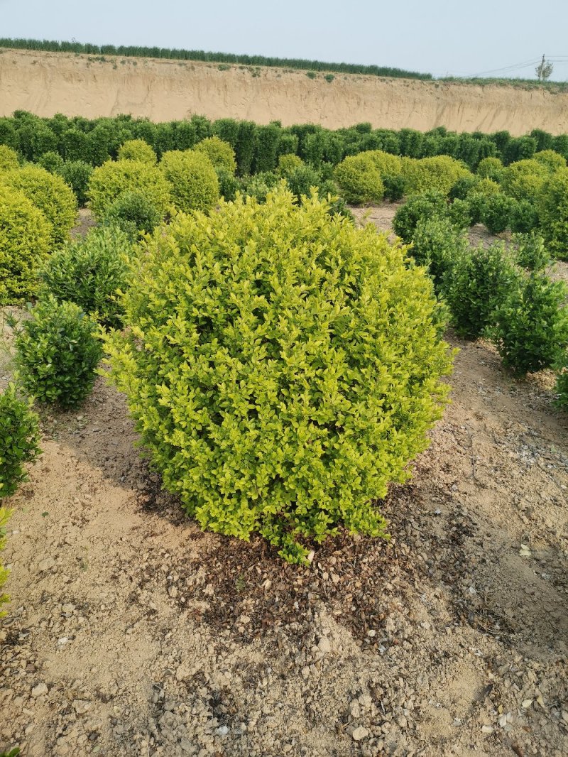 金叶女贞球，基地大量出售各种规格金叶女贞球，量大从优