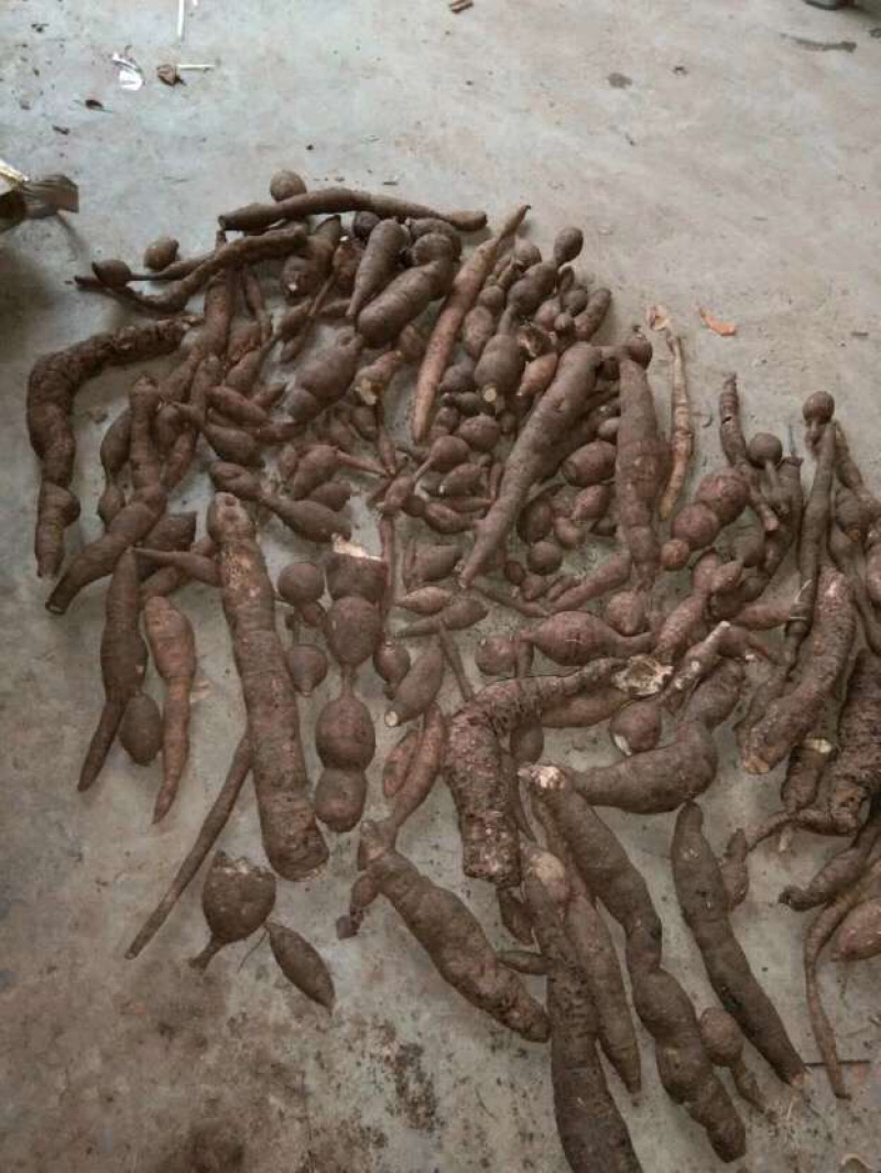 野生牛大力金钟根纯野