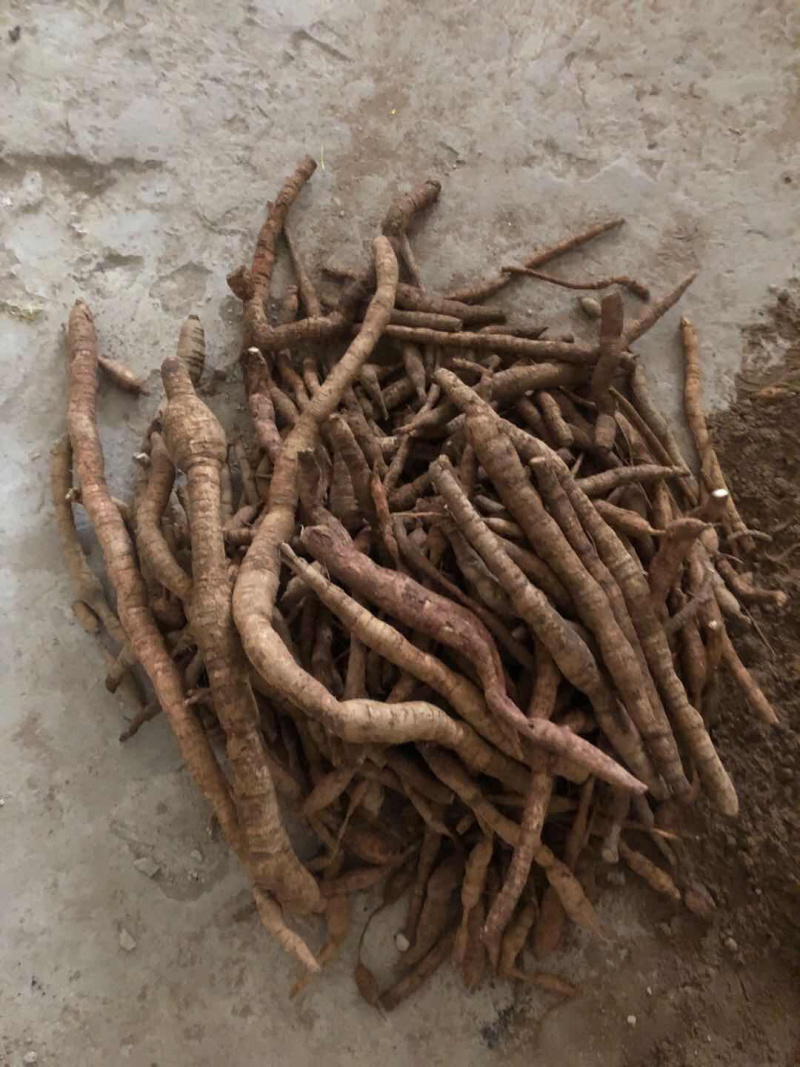 野生牛大力金钟根纯野
