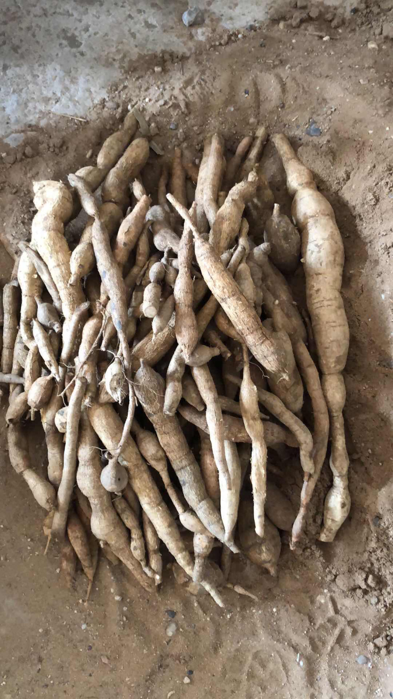 野生牛大力金钟根纯野