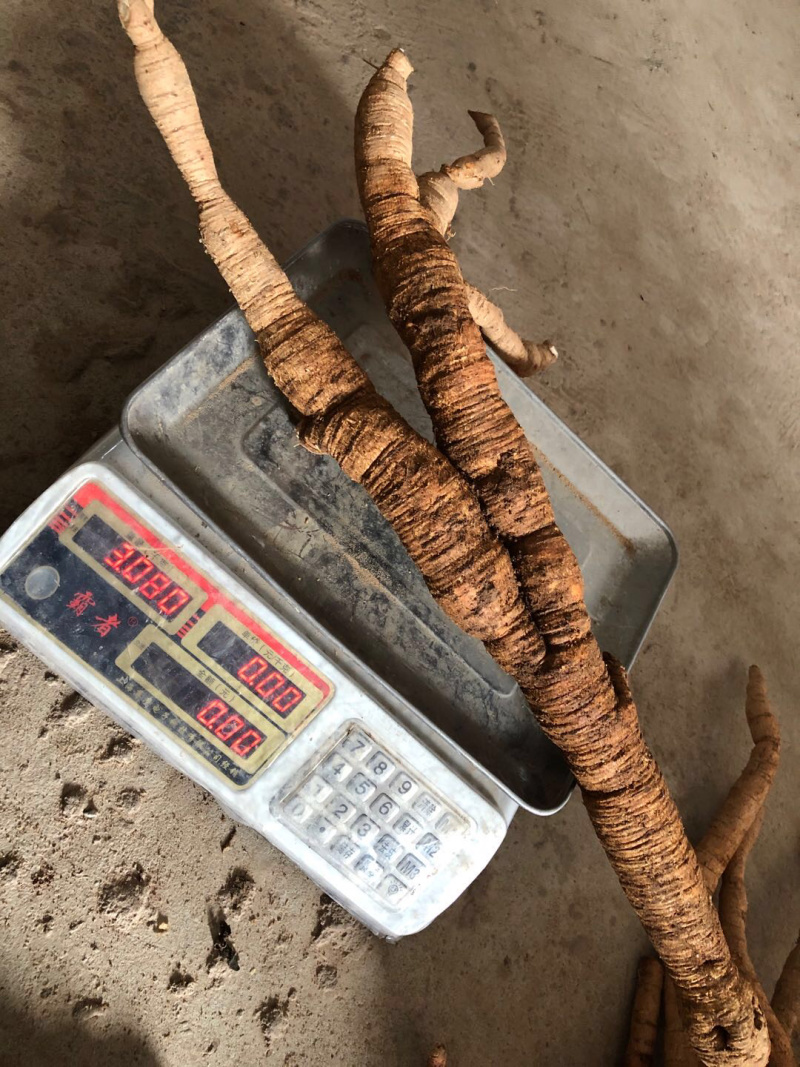 野生牛大力金钟根纯野