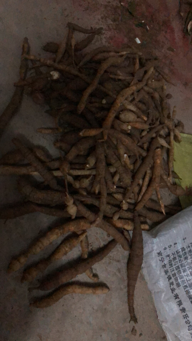 野生牛大力金钟根纯野