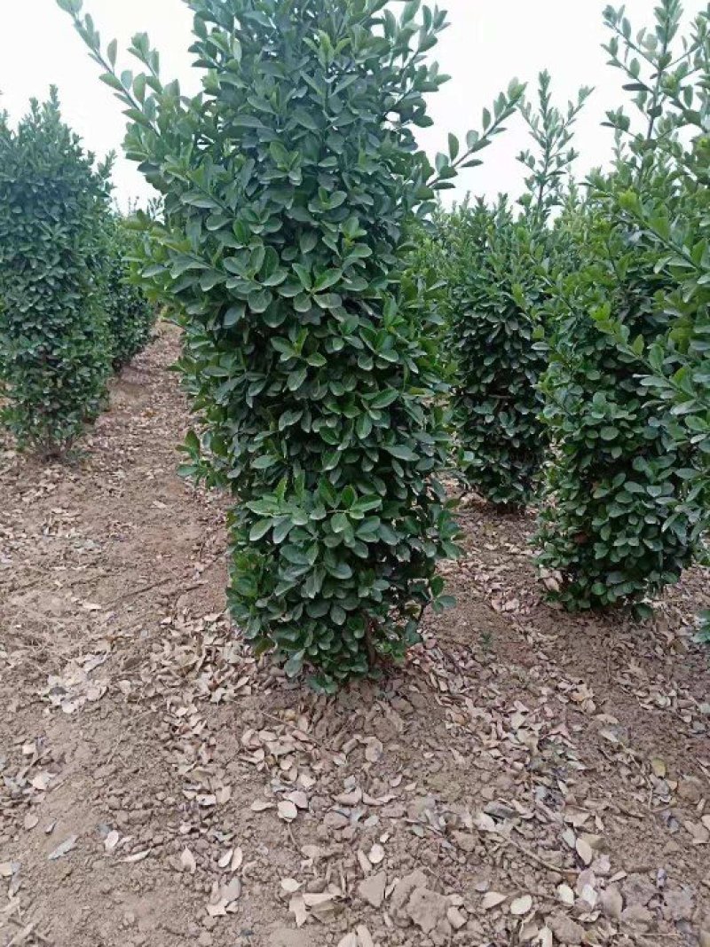 大叶黄杨柱，大量出售大叶黄杨柱，量大从优
